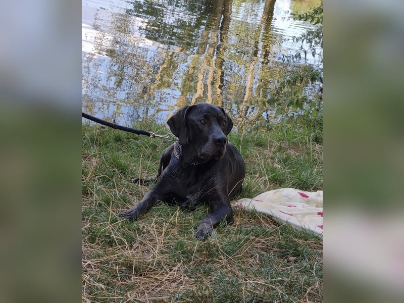 Schweren Herzens: Jay sucht sein neues Zuhause