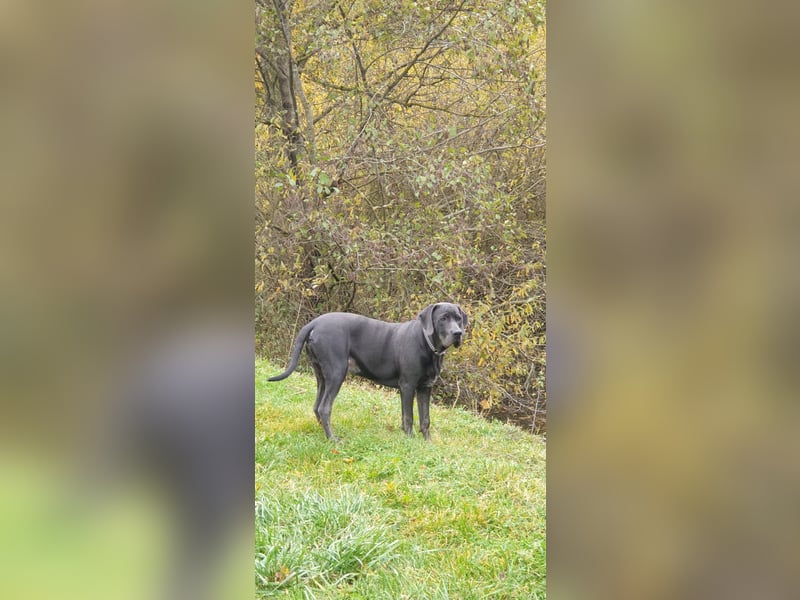 Schweren Herzens: Jay sucht sein neues Zuhause