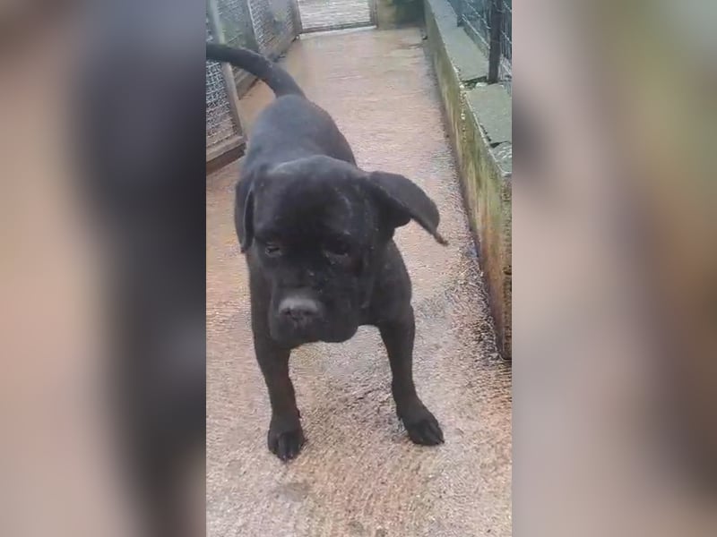 Imma sucht ihr Körbchen