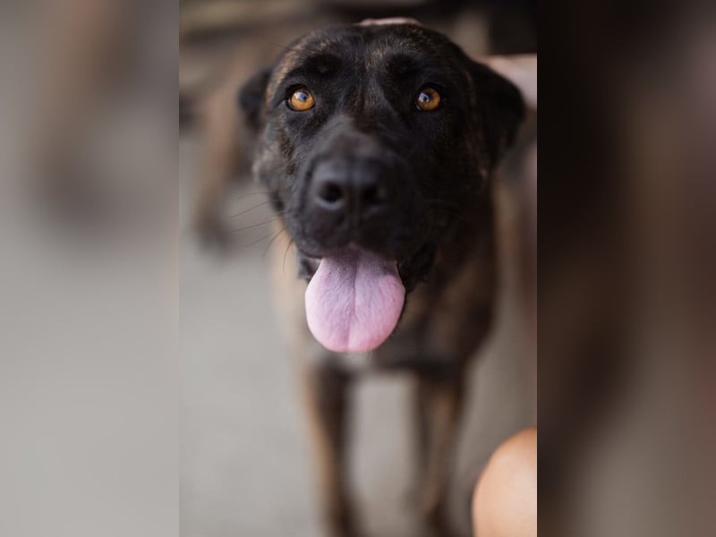 Edna ❤️ sanfte, liebevolle + ruhige Cane Corso-Mix Hündin