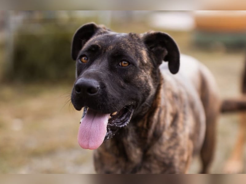 Edna ❤️ sanfte, liebevolle + ruhige Hündin