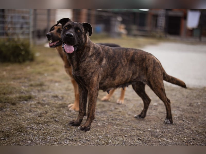 Edna ❤️ sanfte, liebevolle + ruhige Cane Corso-Mix Hündin