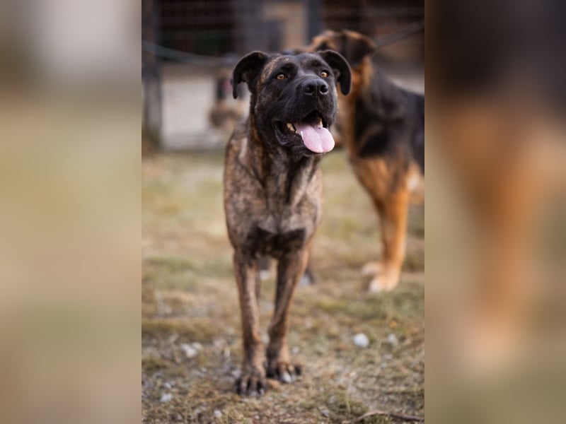 Edna ❤️ sanfte, liebevolle + ruhige Cane Corso-Mix Hündin