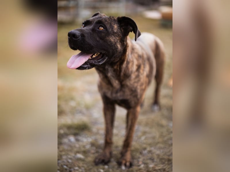 Edna ❤️ sanfte, liebevolle + ruhige Cane Corso-Mix Hündin