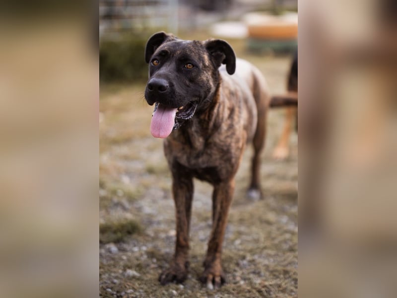 Edna ❤️ sanfte, liebevolle + ruhige Cane Corso-Mix Hündin