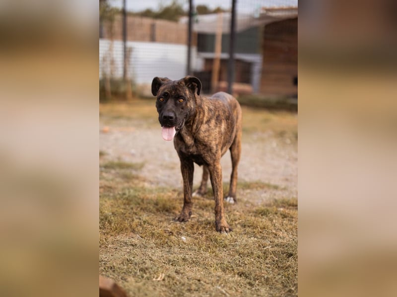 Edna ❤️ sanfte, liebevolle + ruhige Cane Corso-Mix Hündin