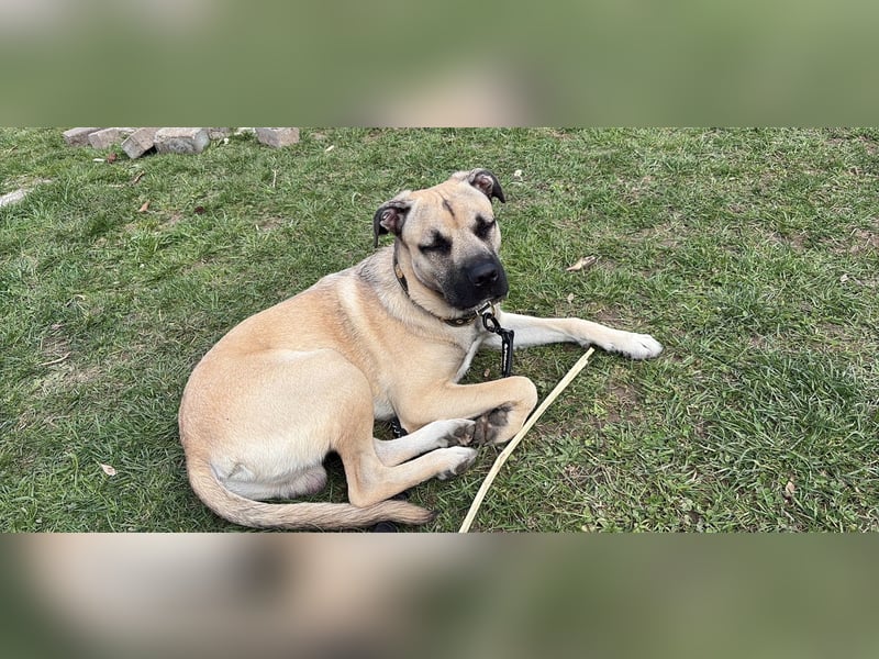 „Nero – junger Cane-Corso-Mix sucht erfahrenen Menschen für seine zweite Chance ❤️“