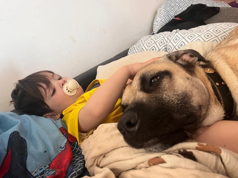 „Nero – junger Cane-Corso-Mix sucht erfahrenen Menschen für seine zweite Chance ❤️“