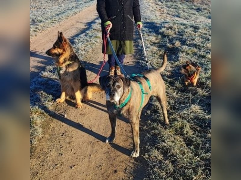 Tea sucht dauerhaftes Happy-Home