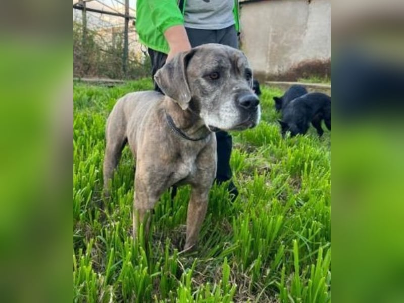 Tea sucht dauerhaftes Happy-Home