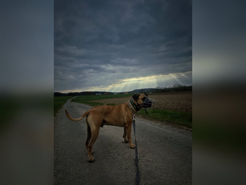 Temperamentvoller, verschmuster Hund sucht erfahrenes Zuhause ohne Kinder