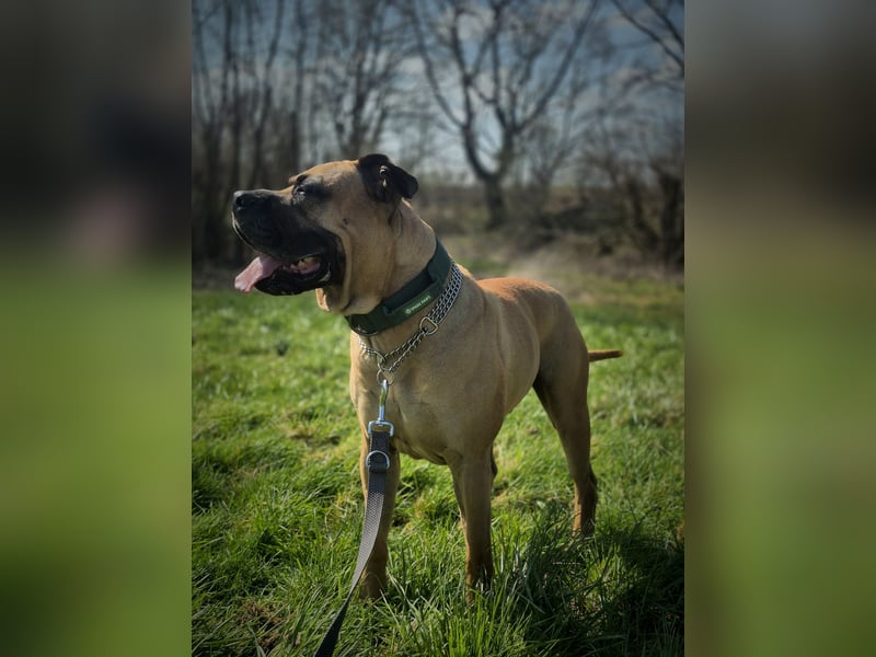 Temperamentvoller, verschmuster Hund sucht erfahrenes Zuhause ohne Kinder