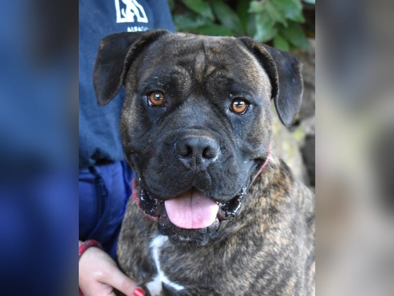 Devvon - Kurz zusammengefasst: Devvon ist eine Perle Devvon - Kurz zusammengefasst: Devvon ist eine Perle