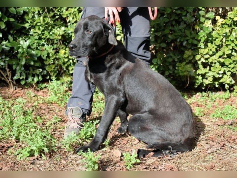 Drift - der Wald, in dem die Träume wohnen...