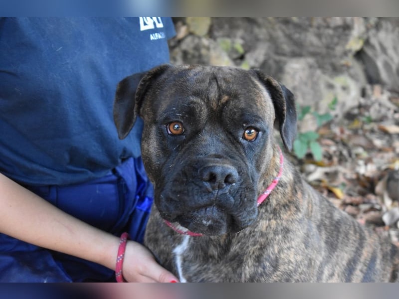 Devvon - Kurz zusammengefasst: Devvon ist eine Perle