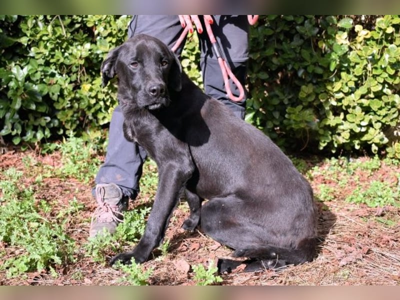 Drift - der Wald, in dem die Träume wohnen...