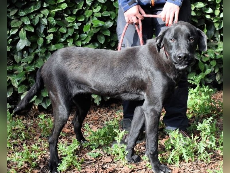 Drift - der Wald, in dem die Träume wohnen...