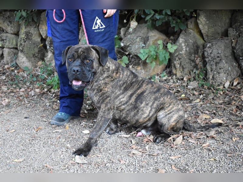 Devvon - Kurz zusammengefasst: Devvon ist eine Perle Devvon - Kurz zusammengefasst: Devvon ist eine Perle