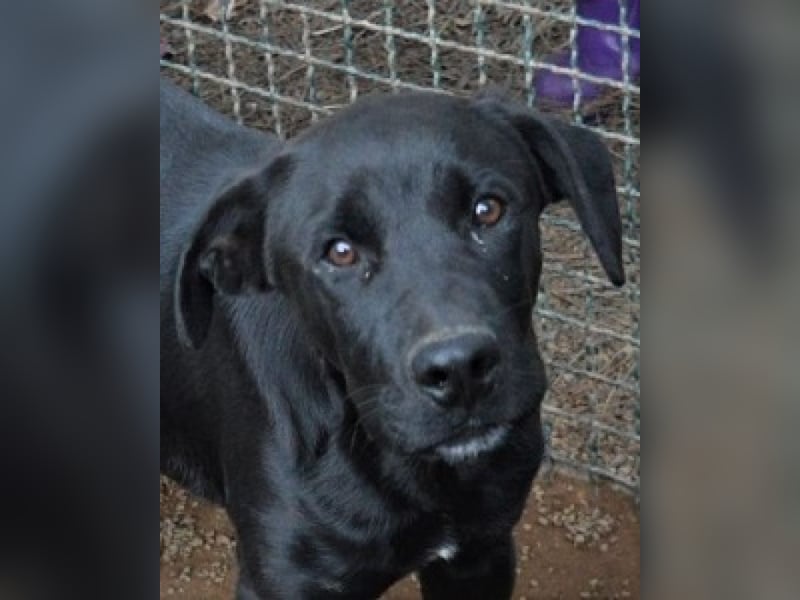 Drift - der Wald, in dem die Träume wohnen... Drift - der Wald, in dem die Träume wohnen...