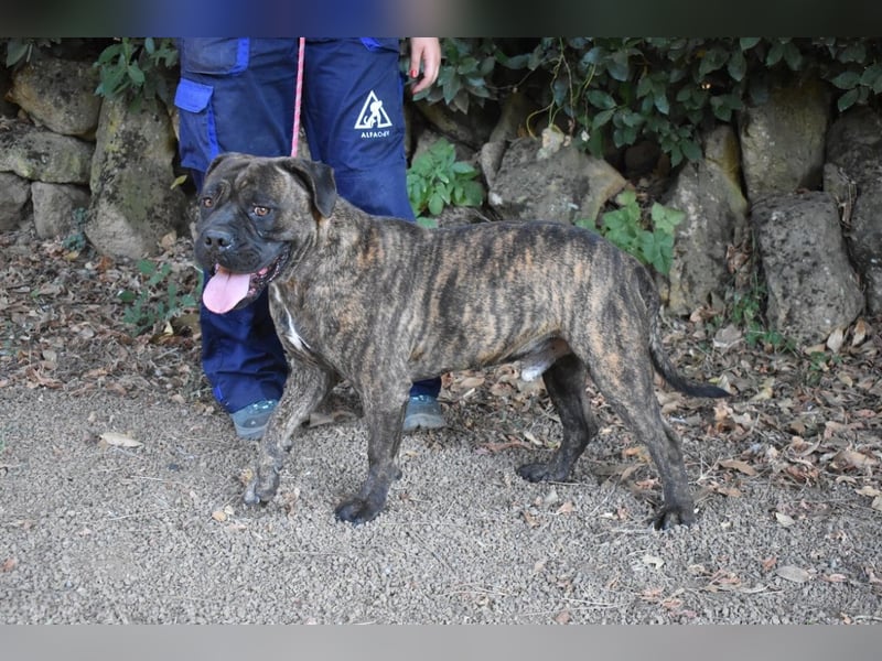 Devvon - Kurz zusammengefasst: Devvon ist eine Perle Devvon - Kurz zusammengefasst: Devvon ist eine Perle