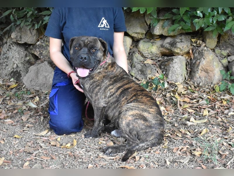 Devvon - Kurz zusammengefasst: Devvon ist eine Perle