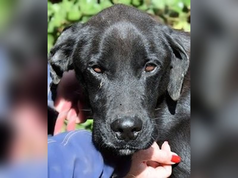 Drift - der Wald, in dem die Träume wohnen... Drift - der Wald, in dem die Träume wohnen...