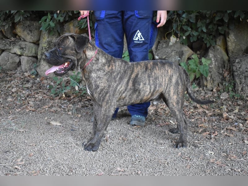 Devvon - Kurz zusammengefasst: Devvon ist eine Perle Devvon - Kurz zusammengefasst: Devvon ist eine Perle