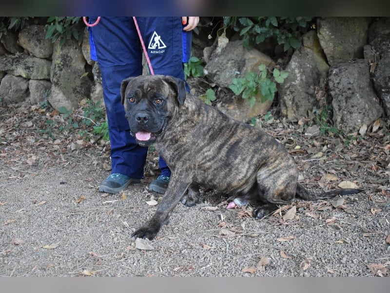 Devvon - Kurz zusammengefasst: Devvon ist eine Perle