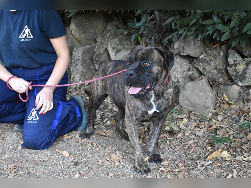 Devvon - Kurz zusammengefasst: Devvon ist eine Perle