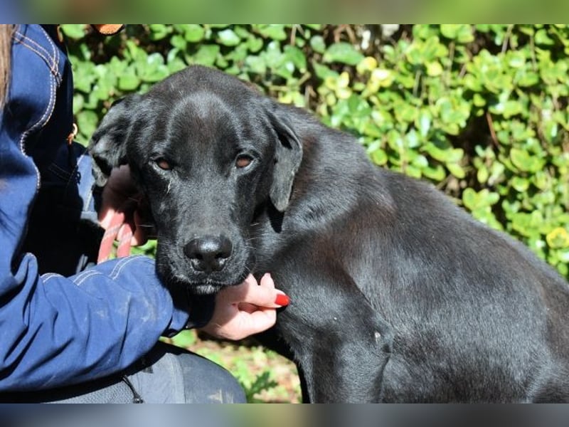 Drift - der Wald, in dem die Träume wohnen...