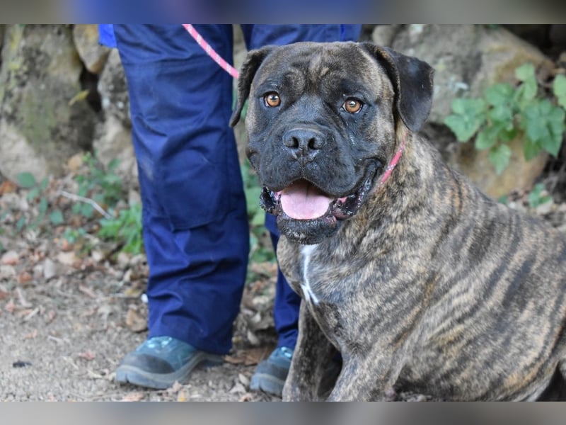 Devvon - Kurz zusammengefasst: Devvon ist eine Perle