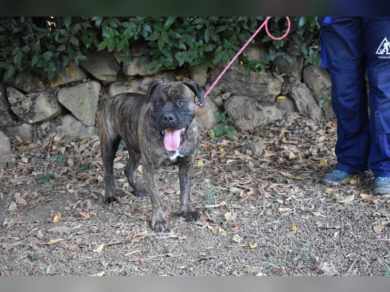 Devvon - Kurz zusammengefasst: Devvon ist eine Perle