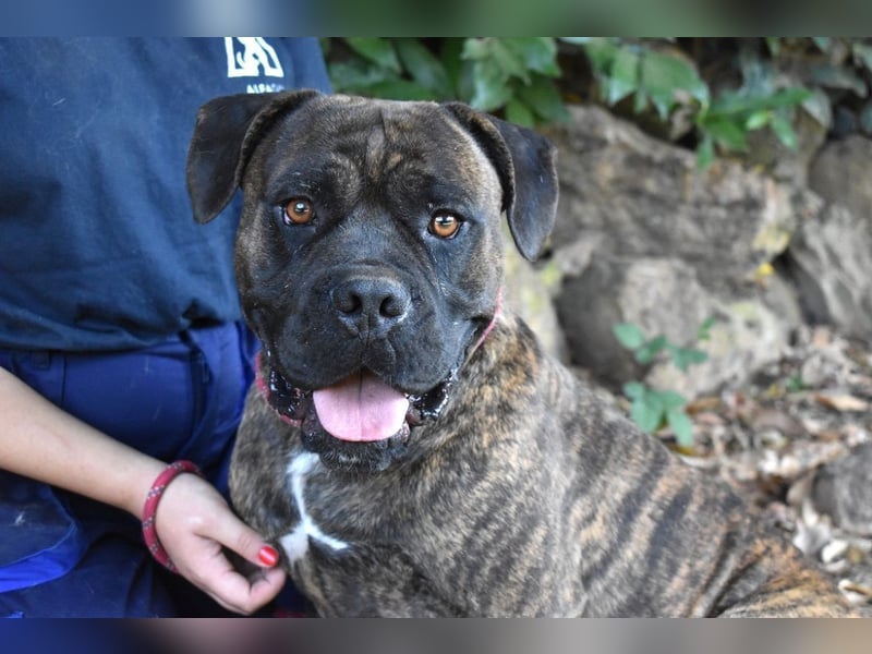 Devvon - Kurz zusammengefasst: Devvon ist eine Perle Devvon - Kurz zusammengefasst: Devvon ist eine Perle