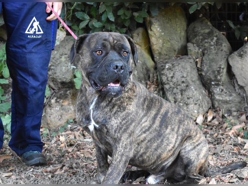 Devvon - Kurz zusammengefasst: Devvon ist eine Perle