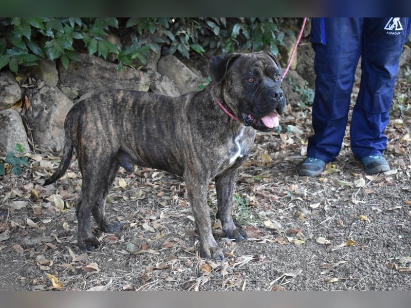 Devvon - Kurz zusammengefasst: Devvon ist eine Perle