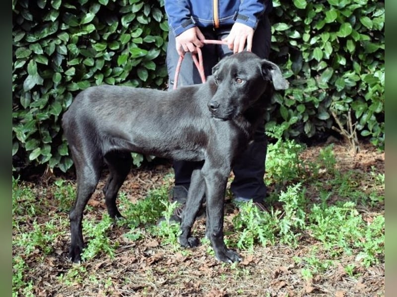 Drift - der Wald, in dem die Träume wohnen...