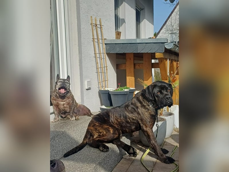 Jack- Goofy höchstpersönlich sucht sein Zuhause