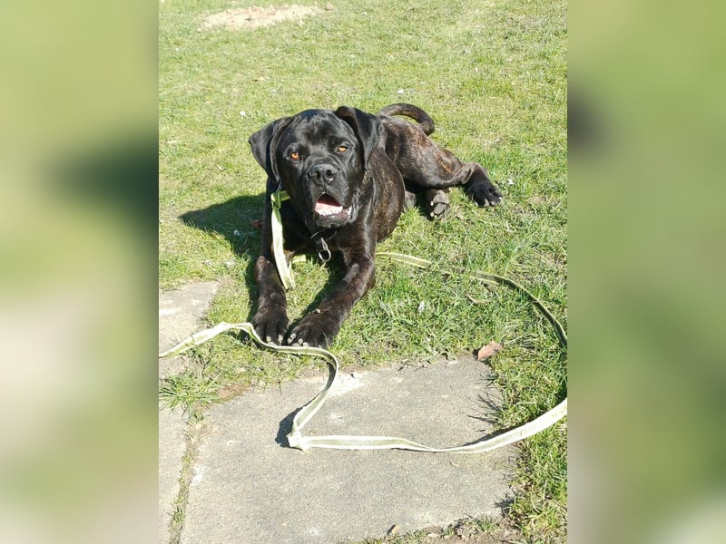 Jack- Goofy höchstpersönlich sucht sein Zuhause