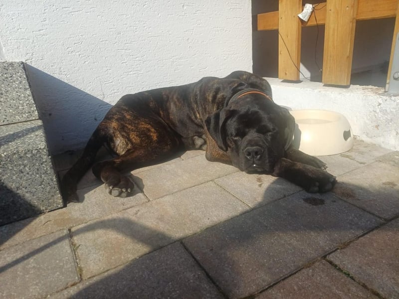 Jack- Goofy höchstpersönlich sucht sein Zuhause