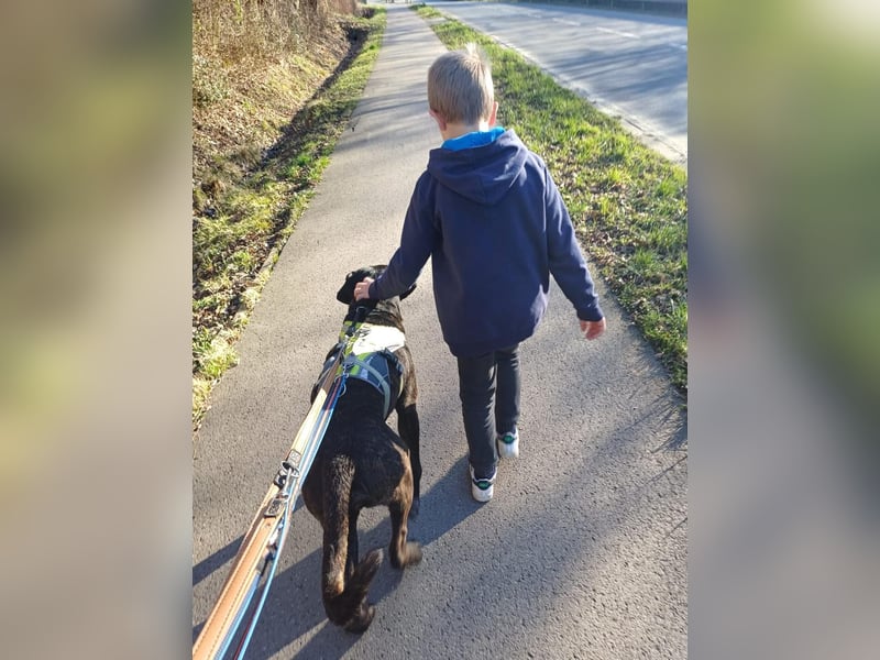 Jack- Goofy höchstpersönlich sucht sein Zuhause