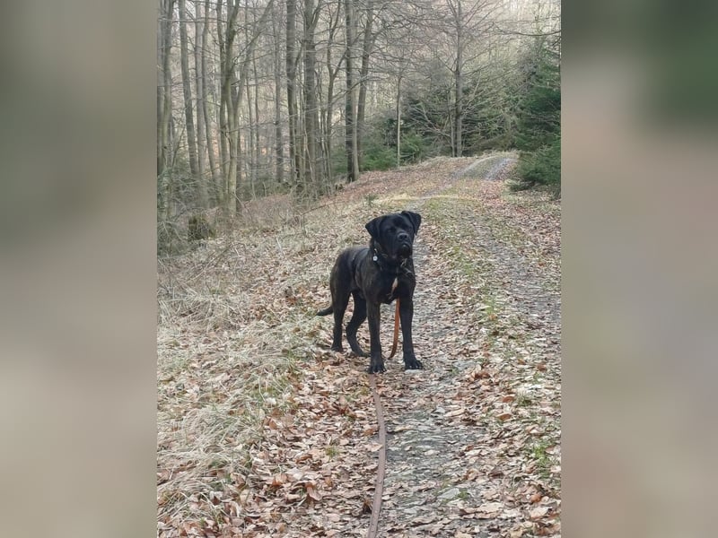 Jack- Goofy höchstpersönlich sucht sein Zuhause