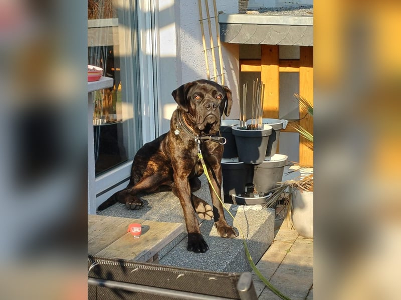 Jack- Goofy höchstpersönlich sucht sein Zuhause