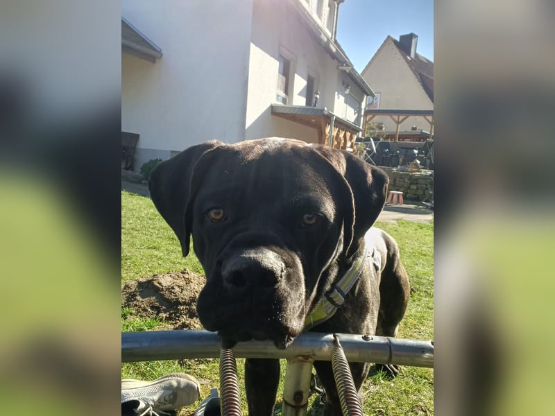 Jack- Goofy höchstpersönlich sucht sein Zuhause