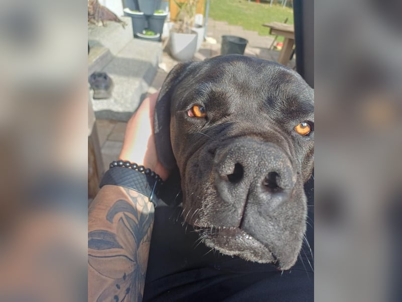 Jack- Goofy höchstpersönlich sucht sein Zuhause