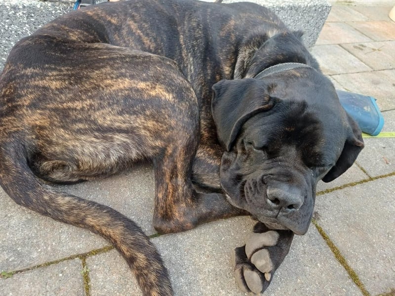 Jack- Goofy höchstpersönlich sucht sein Zuhause