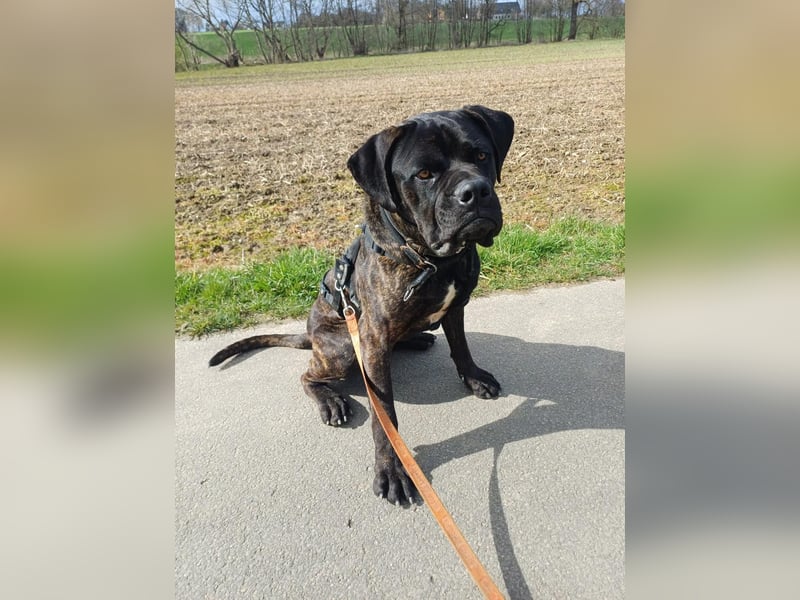 Jack- Goofy höchstpersönlich sucht sein Zuhause