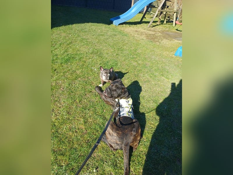 Jack- Goofy höchstpersönlich sucht sein Zuhause