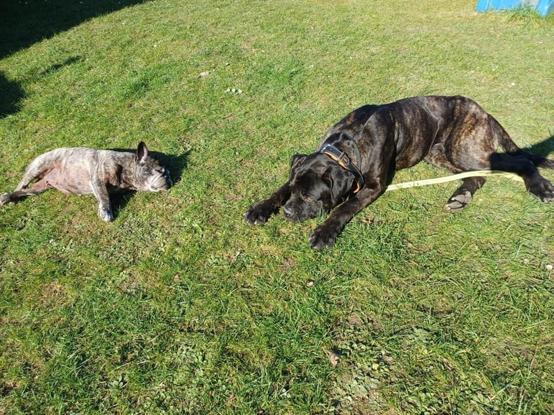 Jack- Goofy höchstpersönlich sucht sein Zuhause