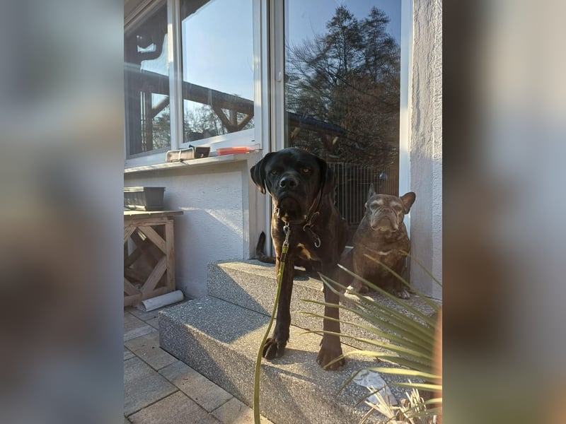 Jack- Goofy höchstpersönlich sucht sein Zuhause