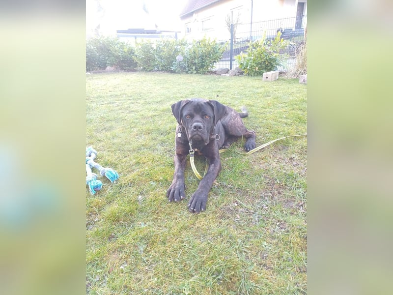 Jack- Goofy höchstpersönlich sucht sein Zuhause